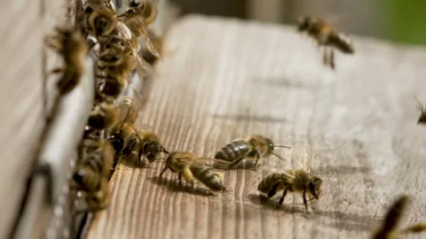 Macro footage of bee covered with pollen after pollinating flower crawling on Stock Footage 303576932