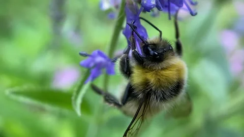 Macro footage of bee on flower 動画素材 138655611