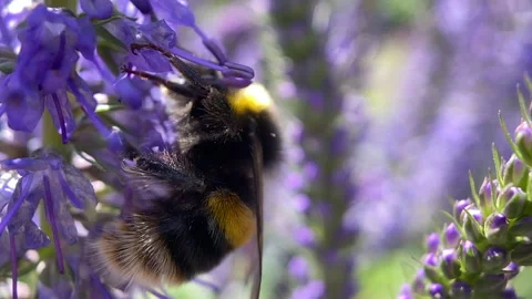 Macro footage of bee pollinating flower 스톡 동영상 138662851