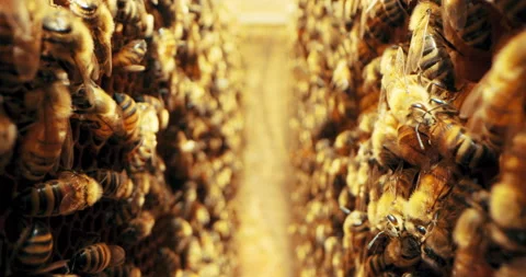 Macro footage bees between honeycomb working busy nsects working on collecting Vídeo Stock 219705292