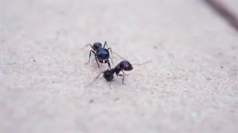 Macro footage of black ants communicating and moving on textured stone surf.. Stock Footage 339642785