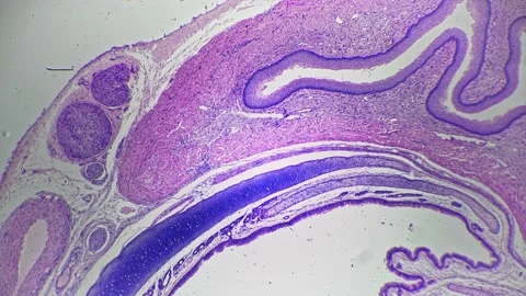 Macro footage of bone cell in section under microscope 40x against bright field Stock Footage 220122343