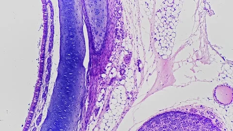 Macro footage of bone cell in section under microscope 100x on bright field Stock Footage 220870262