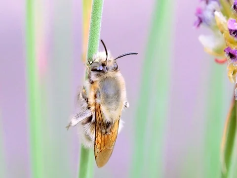 Macro footage of bumblebee Stock Footage 74803938