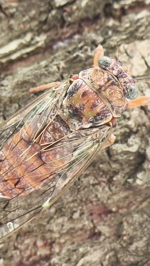 A macro footage of a a Cicadoidea. Stock Footage 314508109