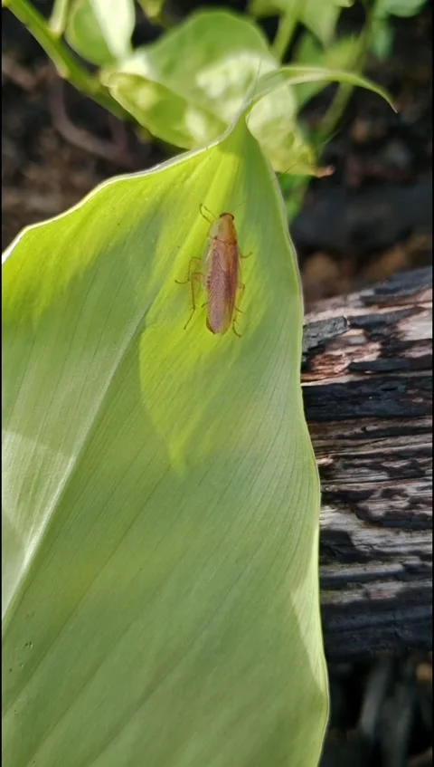 Macro Footage Cockroach Moving On Turmeric Leaf In Sunlight Stock Footage 331832440
