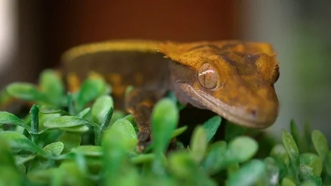 Macro Footage of A Crested Gecko Pet Stock Footage