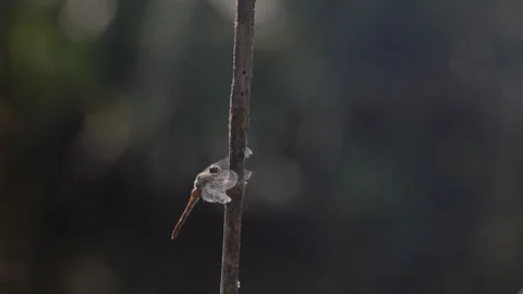 Macro footage of a dragonfly sitting still on a dry stick, close-up details.. 스톡 동영상 344885383
