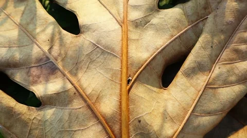 Macro Footage of a Dried Leaf with Detailed Veins and Midrib in Warm Sunlight Stock Footage 345017680