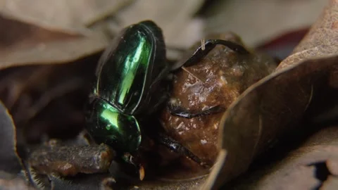 Macro footage of a dung beetle holding an inverted posture while a small insect Stock Footage 327647796
