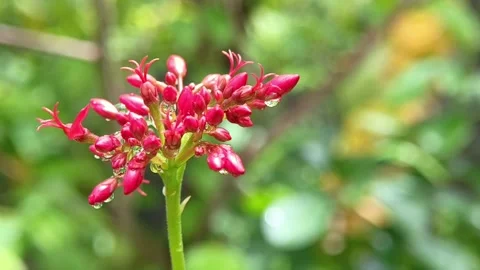 Macro footage of flower buds hit by red raindrops swaying in the wind Stock Footage 325150648