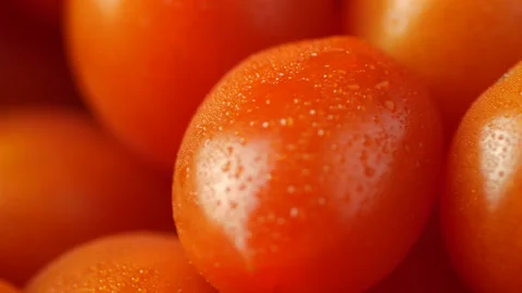 Macro footage of fresh Ferdinand type Spanish Cherry Tomatoes Stock Footage 170611373