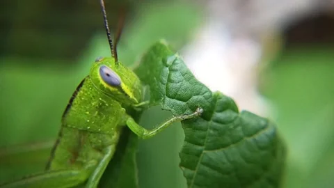 Macro footage of a grasshopper eating a  leaf background image Stock Footage 328203867