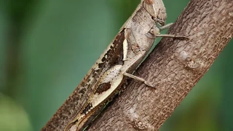 Macro footage of a grasshopper Stock Footage 308341470