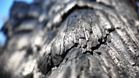 Macro footage highlighting the intricate texture of longleaf pine needles and Stock Footage 339056531