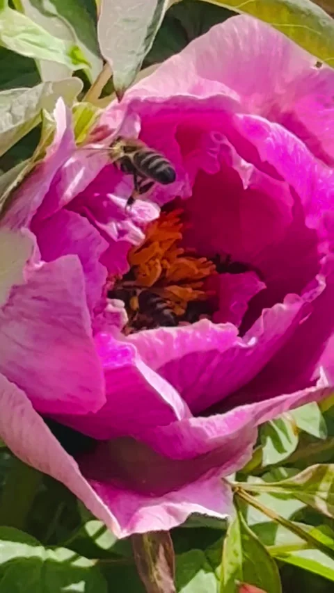 Macro Footage of Honey Bee Pollinating Pink Peony Blossom. Vídeo Stock 335081910