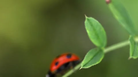 Macro footage of a lady bug walking on a green leaf Stock Footage 243645169