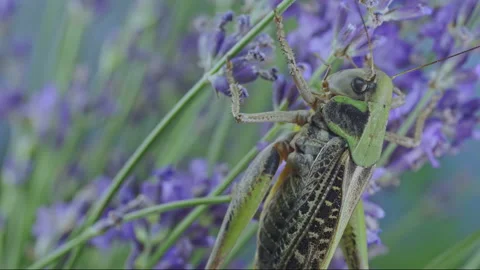 Macro footage of large grey wart-biter grasshopper on lavender flowers Stock Footage 341294984