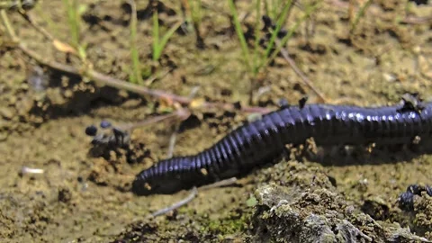 Macro footage of a leech moving through wet sand while exploring with its f.. Stock-Footage 338107624
