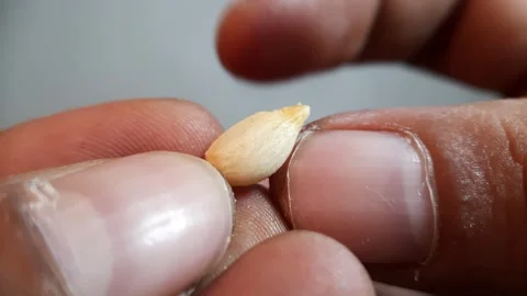 Macro Footage of a Lemon Seed Held in Hand Stock Footage 290506718