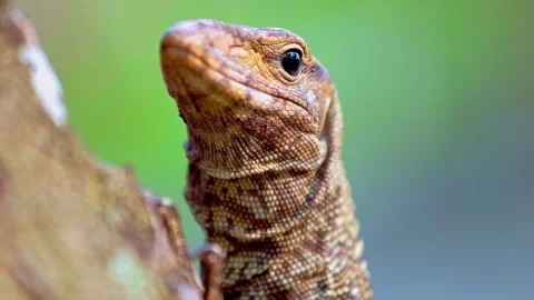 Macro footage of lizard Stock Footage 279181710