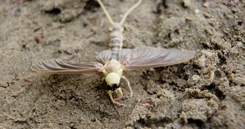 Macro footage of long-tailed mayfly on sand trying to fly away Stock Footage 268989209