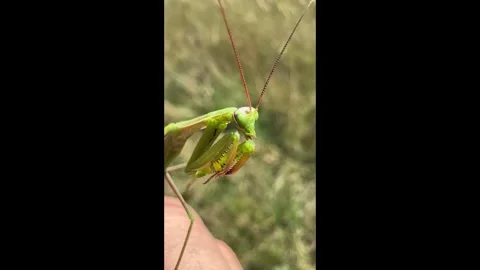 Macro footage of mantis cleaning itself on human hand Stock Footage 310209198
