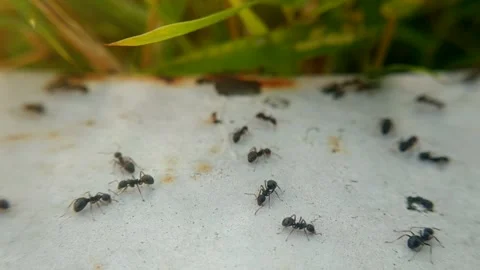 Macro footage of many black ants crawling and walking Stock Footage 341773197