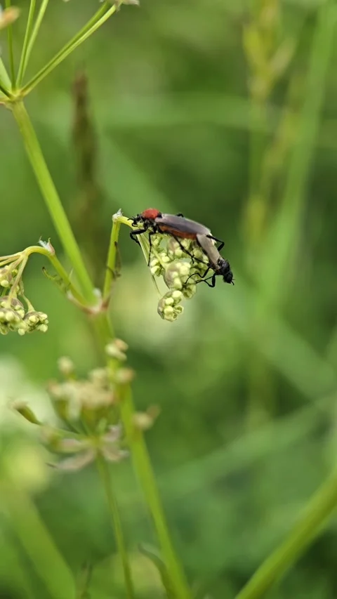Macro footage of mating insects interacting with ants on plant stems, filme.. Stock Footage 310612672