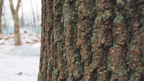 Macro footage of moss. Bark of tree in winter. Stock Footage 84634876