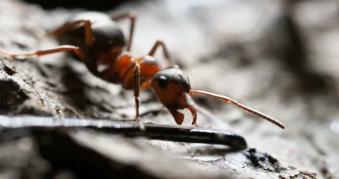 Macro footage with moving ant. Smart insect wiggles his mandibles. Stock Footage 88881413