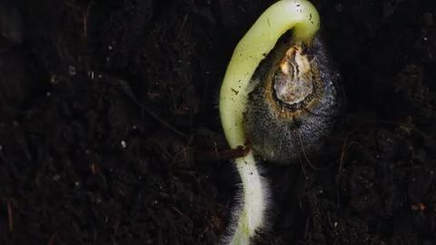 Macro footage of okra seed growing in the ground sprouting its roots filmed in 库存影片 343878313