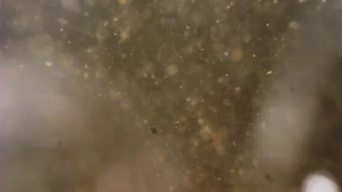 Macro footage of plankton gently moving with water particles, depicting the.. Video stock 267990972
