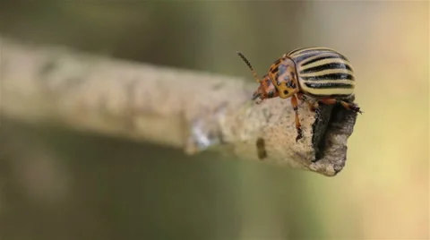 Macro footage of potato beetle Stock Footage 41470930