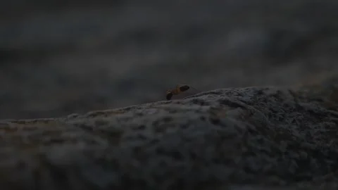 Macro footage of red forest ant crawling on textured rock surface during su.. Stock Footage 337633309