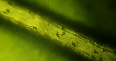 Macro footage seen through microscope of a tomato leaf Stock Footage 219694846