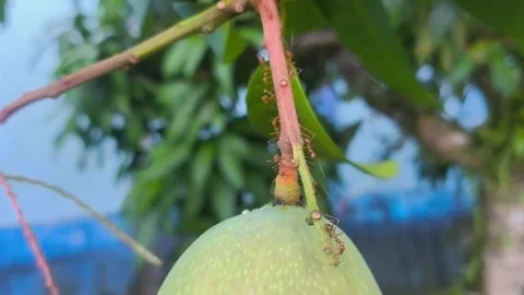 Macro footage showcasing the busy movement of ants colony Stock Footage 337889618