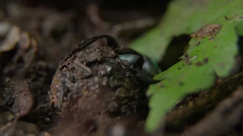 Macro footage showing only the black legs of a dung beetle pushing a dung ball Stock Footage 327647788