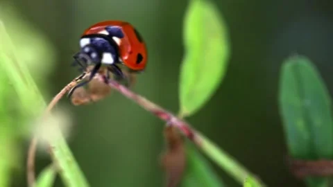 Macro footage of a small lady bug walking along a green plant Stock Footage 243645163