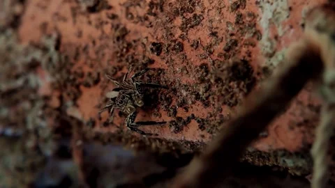 Macro footage of a small spider on an old brick wall Stock Footage 252061335