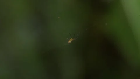 Macro footage of a small spider suspended on its web, isolated against a smooth Stock Footage 327770222