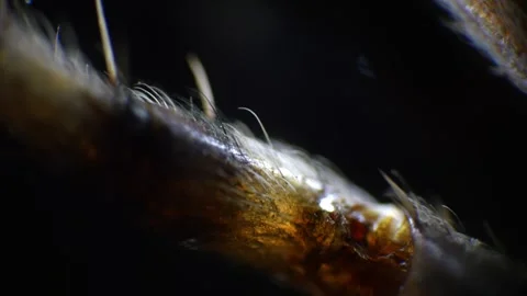 Macro footage of spider under microscope... | Stock Video | Pond5