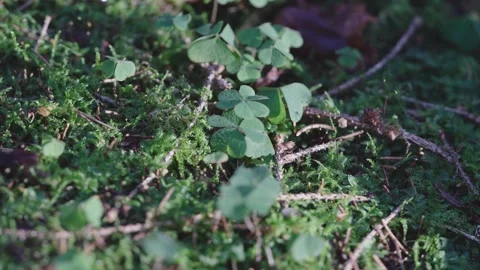 Macro footage of three leaf clover Stock Footage 327649294