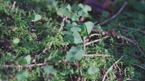 Macro footage of three leaf clover in forest Stock Footage 327649739