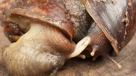 Macro footage of two land snails mating with reproductive organs visible Stock Footage 320933143