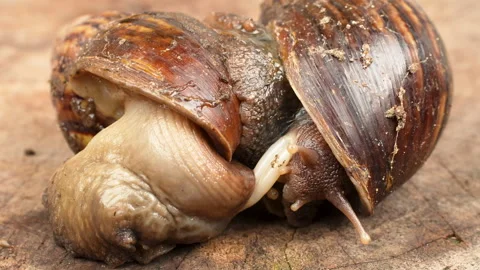 Macro footage of two land snails mating with reproductive organs visible Stock Footage 320933148