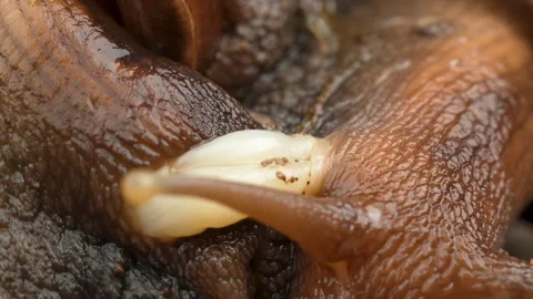Macro footage of two land snails mating with reproductive organs visible Stock Footage 320935056