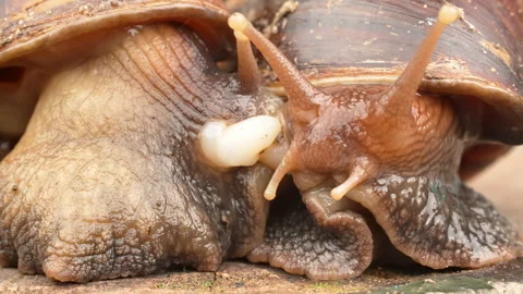 Macro footage of two land snails mating with reproductive organs visible Stock Footage 320935519