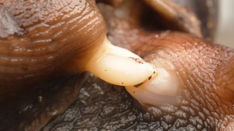 Macro footage of two land snails mating with reproductive organs visible Stock Footage 320936068