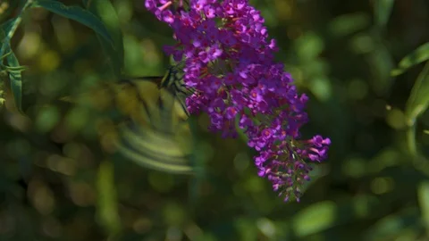 Macro Footage of a Two-Tailed Swallow Butterfly on a Butterfly Bush Stock Footage 92632104